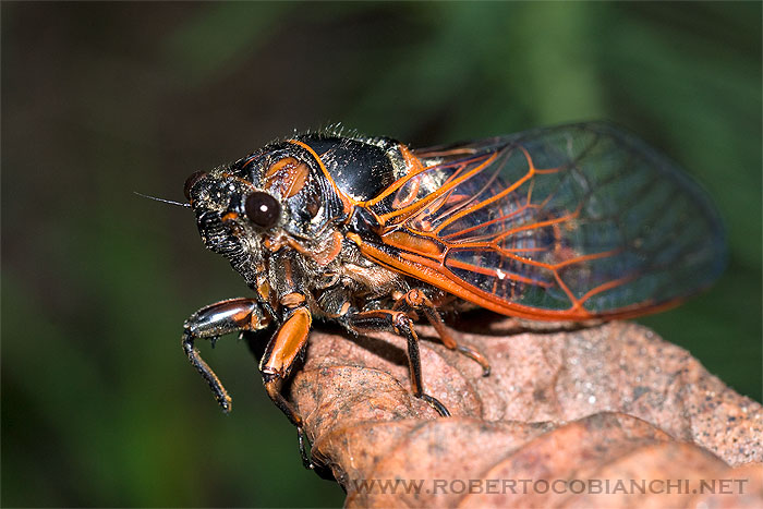 cicala: Tibicina haematodes dalle Foreste Casentinesi